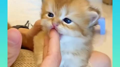 Cute and Funny Cat Videos Compilation 2021+