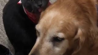 Black cat red bandana grooming sleepy golden brown dog