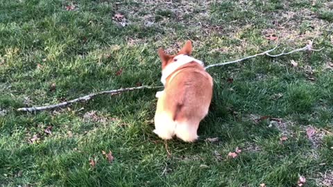 Corgi chases mom with the biggest of sticks!