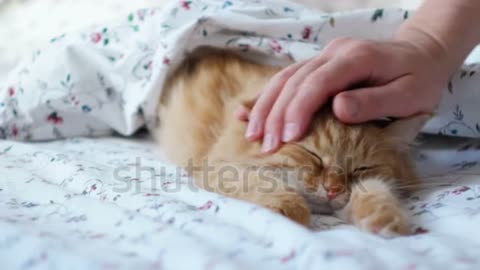 Cute sleepy cat with her owner