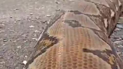 The world biggest snake shorts video