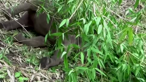 Lightning kills 18 elephants in India's Assam - media reports