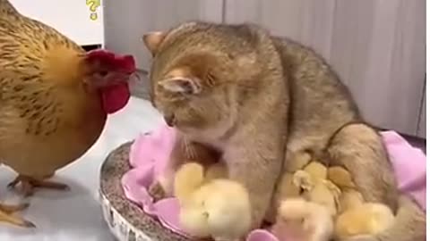 Hens are known for their nurturing behavior towards their chicks but cat, funny love, short video