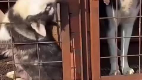 You won't believe these animals funny clips
