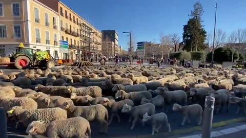 🚨BREAKING: Farmers are blocking up towns with their flocks of Sheep!