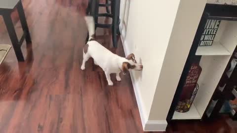 Little Dog Terrier Plays With Laser Light Cat Toy