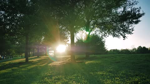 Huge trees in a large green forest