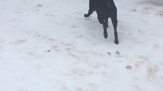 Ruger loving the snow