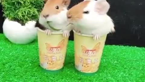 Cute pets| new born hamsters| hamsters