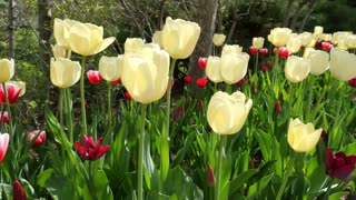 Spring Tulips With Nature Soundtrack