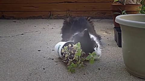 Epic funny cats on catnip