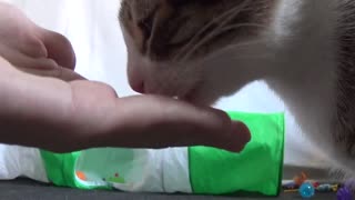 Hooman Feeds Me by Hand