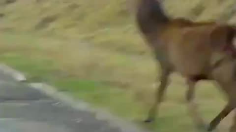 Don't take the deer easily