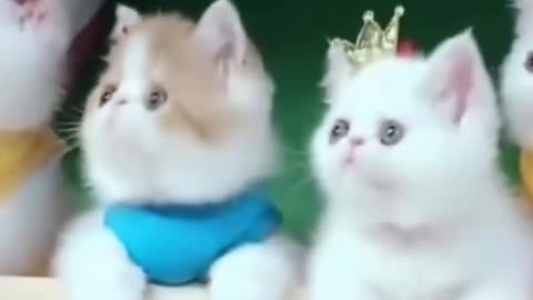 Cute Pets And Funny Animals Compilation #shorts 2021 June
