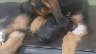 Compassionate Puppy Brother Comforts Sister With Parvo