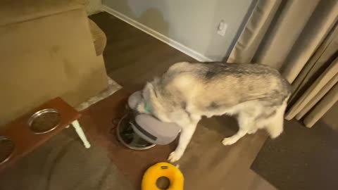 Stubborn Husky destroys brother's toy