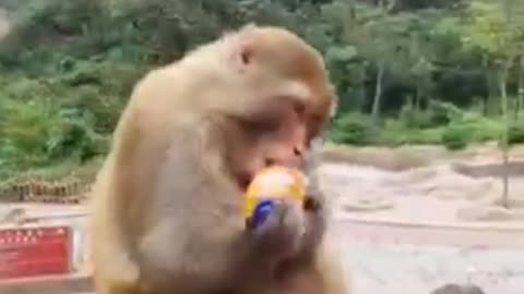 Best of funny animal videos