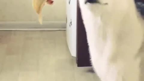 This puppy loves eating bananas