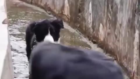 funny Dogs And Cats Reaction Shorts