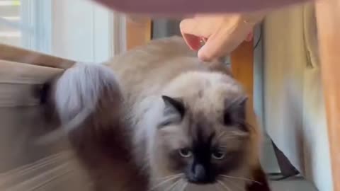 Strange and funny behaviors of cute and beautiful cats