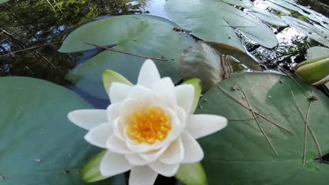 Water Lilies