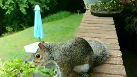 Mika The Squirrel reactions when I am giving some of her nuts to the other squirrel 🐿️