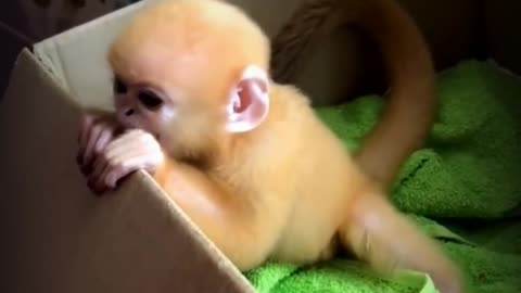 A baby monkey, a Javan langur, cries