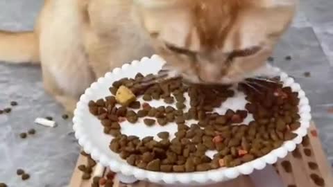 Funny animals - Funny cats / dogs - Funny animal videos 215