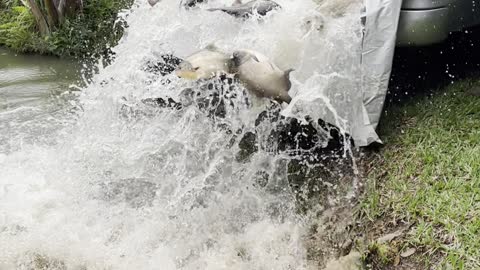 Man Slips and Falls While Stocking Pond With Fish