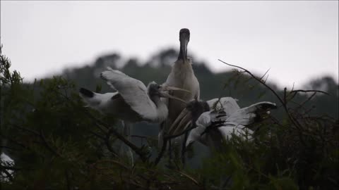 Hungry Young Wood Storks