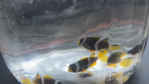 Baby Clarkii Clowfish 21 days post hatch.