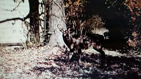 Buck on the side of my house