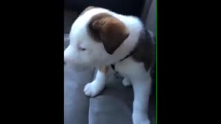Cute little puppy gets angry at his own hiccups