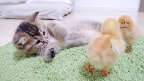 Kitten Kiki is sleepy, but the chicks wake her up