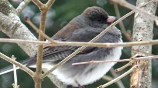 Dark-eyed junco