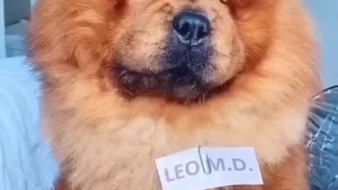 😁 funny dogs videos -give love for the dogs 🥰