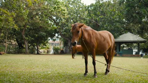 Horse on the field grass in india sri lanka, young brown horses