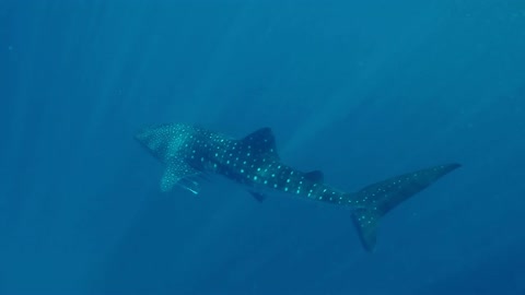 Philippine Whale Shark (Butanding)