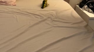 Adorable parrot helps make the bed!