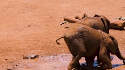 Both elephants are playing