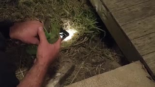 Trapped Bird Rescued from under Porch