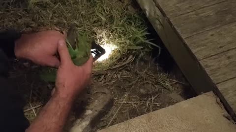 Trapped Bird Rescued from under Porch
