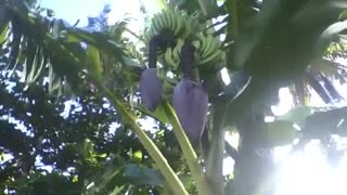 Banana tree with lots of banana bunches, they are still green! [Nature & Animals]