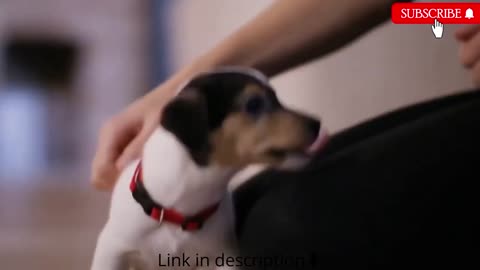 Dog training techniques