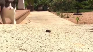 Two cats playing with black beetle bug