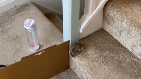 Short legged hamster, turn the speed to the highest gear and move forward!