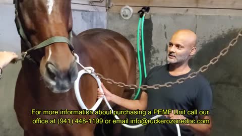 PEMF Therapy for Horses, K9 Revive