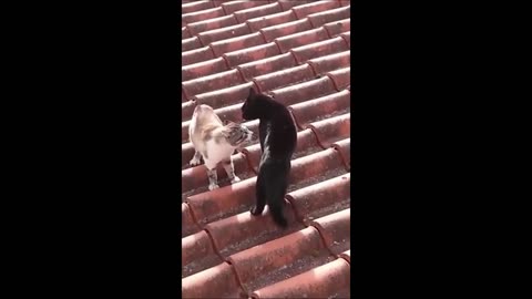 Funny animals - Funny cats vs dogs - Funny animal video 2023