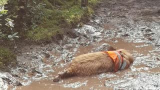 Golden Retriever Rests In Mud Puddle