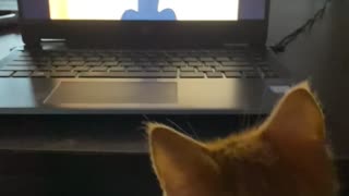 Kitten watching Tom & Jerry